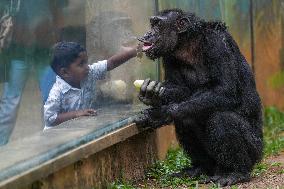 A Kid Interacts With A Chimpanzee At A Zoo - Sri Lanka