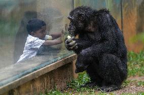 A Kid Interacts With A Chimpanzee At A Zoo - Sri Lanka