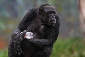 A Kid Interacts With A Chimpanzee At A Zoo - Sri Lanka