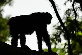A Kid Interacts With A Chimpanzee At A Zoo - Sri Lanka