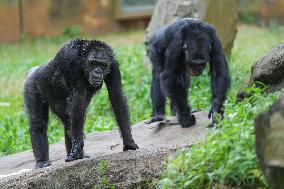 A Kid Interacts With A Chimpanzee At A Zoo - Sri Lanka