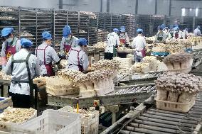 Lyophyllum Decastes Processing in Lianyungang