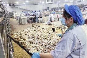 Lyophyllum Decastes Processing in Lianyungang