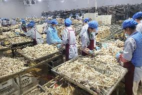Lyophyllum Decastes Processing in Lianyungang