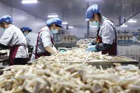 Lyophyllum Decastes Processing in Lianyungang