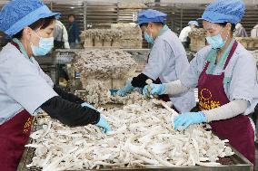 Lyophyllum Decastes Processing in Lianyungang