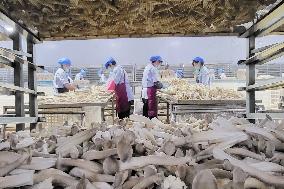 Lyophyllum Decastes Processing in Lianyungang