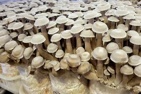 Lyophyllum Decastes Processing in Lianyungang