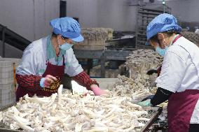 Lyophyllum Decastes Processing in Lianyungang