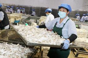 Lyophyllum Decastes Processing in Lianyungang