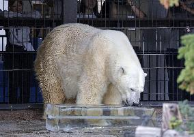 Polar bear at Hokkaido zoo