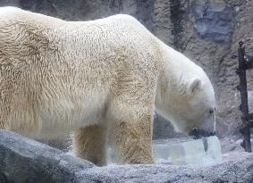 Polar bear at Hokkaido zoo