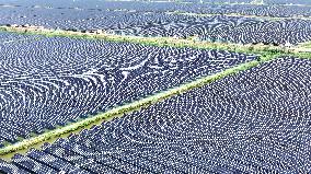 Tidal Flat PV