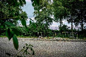 Flowers At Scene Of Feminicide - Netherlands