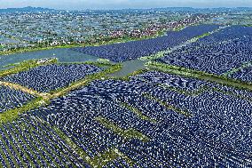 Largest Single-unit Affordable 260MW FISHER-Solar Hybrid Project PV Power Station in East China