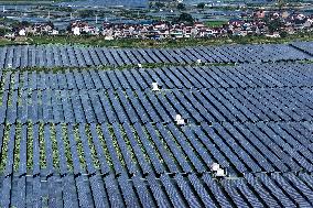 Largest Single-unit Affordable 260MW FISHER-Solar Hybrid Project PV Power Station in East China