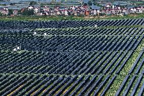 Largest Single-unit Affordable 260MW FISHER-Solar Hybrid Project PV Power Station in East China