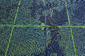 Largest Single-unit Affordable 260MW FISHER-Solar Hybrid Project PV Power Station in East China