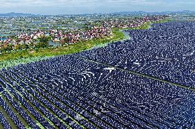 Largest Single-unit Affordable 260MW FISHER-Solar Hybrid Project PV Power Station in East China