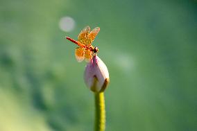 A Dragonfly Perches On A Lotus Bud At Xuanwu Lake Park - Nanjing