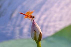 A Dragonfly Perches On A Lotus Bud At Xuanwu Lake Park - Nanjing