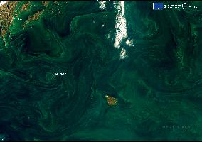 Intense Algal Bloom in The Baltic Sea - Sweden