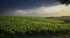 Illustration - Summer Thunderstorm in Bordeaux Vineyards