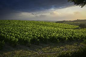 Illustration - Summer Thunderstorm in Bordeaux Vineyards