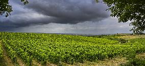 Illustration - Summer Thunderstorm in Bordeaux Vineyards