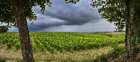 Illustration - Summer Thunderstorm in Bordeaux Vineyards