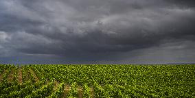 Illustration - Summer Thunderstorm in Bordeaux Vineyards