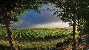 Illustration - Summer Thunderstorm in Bordeaux Vineyards