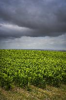 Illustration - Summer Thunderstorm in Bordeaux Vineyards