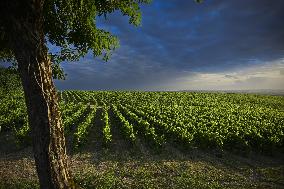 Illustration - Summer Thunderstorm in Bordeaux Vineyards