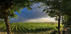 Illustration - Summer Thunderstorm in Bordeaux Vineyards