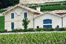 Illustration - Chateau Pavie