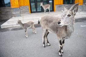 Wildlife Rehabilitation Station in Qinghai - China