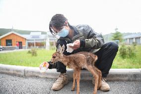 Wildlife Rehabilitation Station in Qinghai - China
