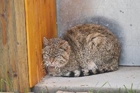 Wildlife Rehabilitation Station in Qinghai - China
