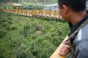 Wildlife Rehabilitation Station in Qinghai - China