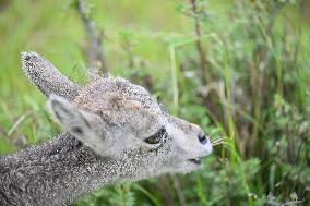 Wildlife Rehabilitation Station in Qinghai - China