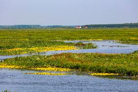 Naolihe River Wetland in Shuangyashan