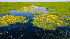 Naolihe River Wetland in Shuangyashan