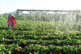 Agricultural Drought