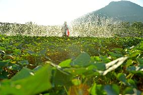Agricultural Drought