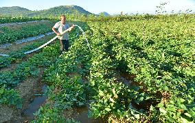 Agricultural Drought