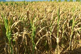 Agricultural Drought