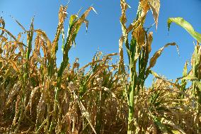 Agricultural Drought