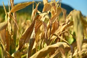 Agricultural Drought