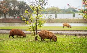 Several capybaras forage along the riverside in Sao Paulo